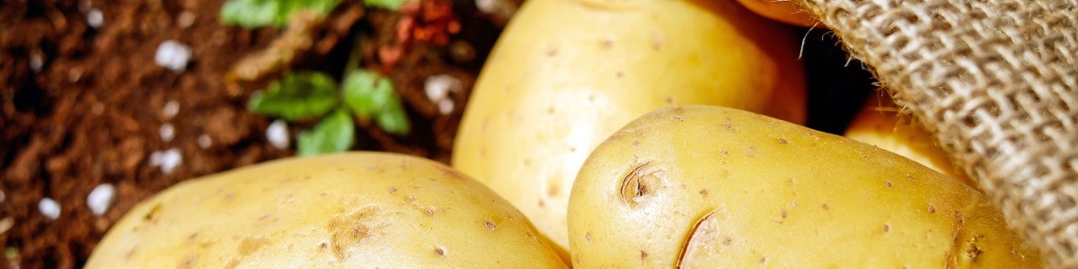 Kartoffeln und Kartoffelgerichte bequem und einfach online kaufen