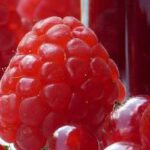 Marmeladen und Fruchtaufstriche für den Vorratsschrank